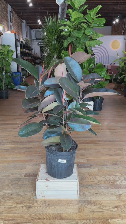Ficus Burgundy (Rubber Plant) - 10" Pot