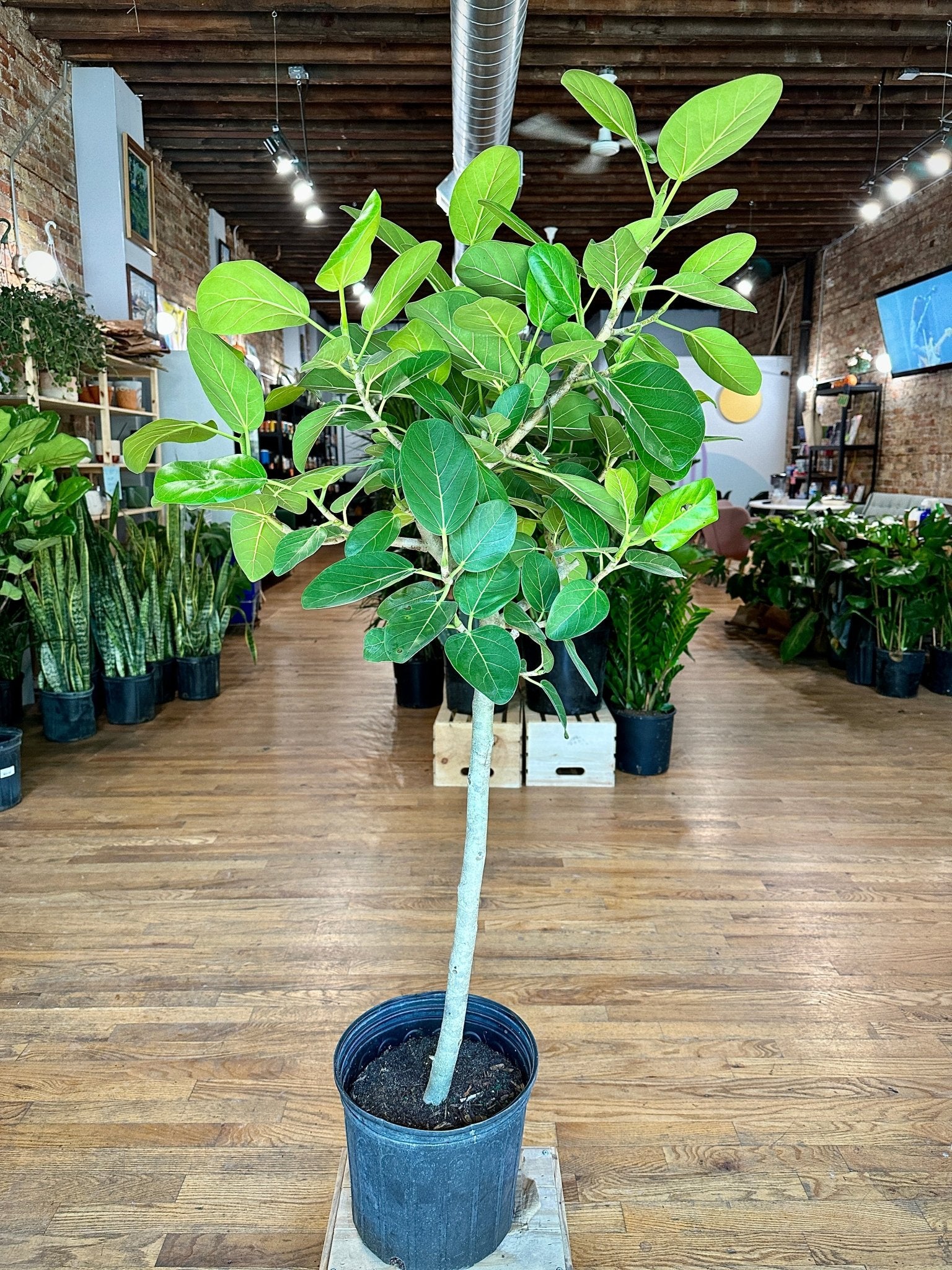 http://thesucculentcity.com/cdn/shop/products/ficus-audrey-tree-10-pot-304290.jpg?v=1691315014