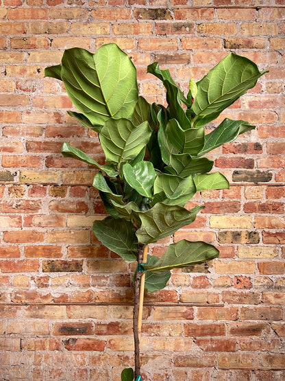 Fiddle Leaf Fig (Tree) - 4FT Tall -10" Pot