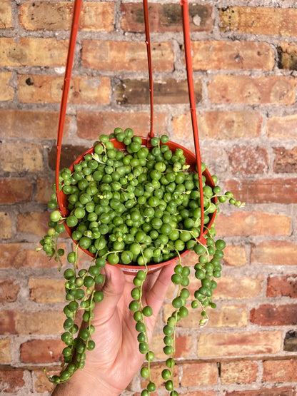 String of Pearls (Hanging Basket) - 6"