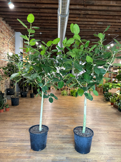 Ficus Audrey - 14" Pot