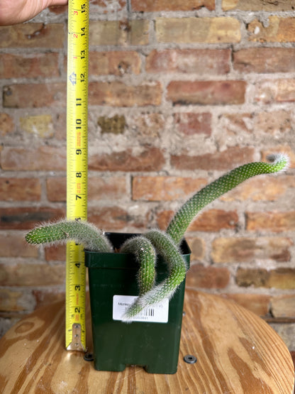 Monkey Tail Cactus - 6"