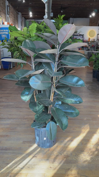 Ficus Burgundy (Rubber Plant) - 14" Pot