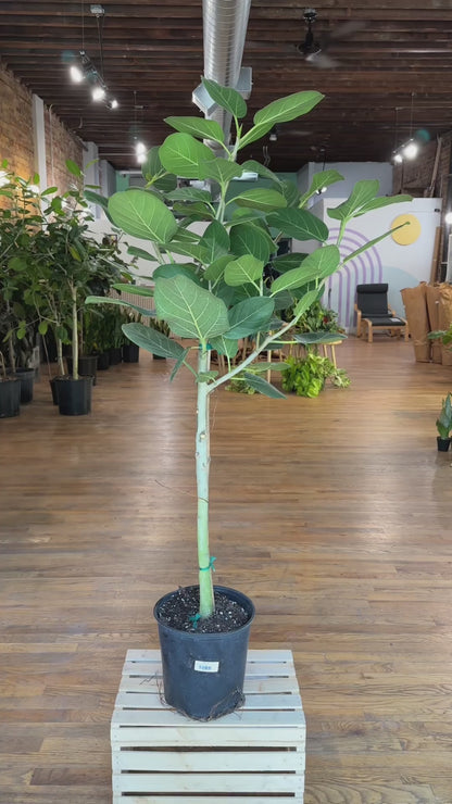 Ficus "Audrey" (Tree)  - 10" Pot