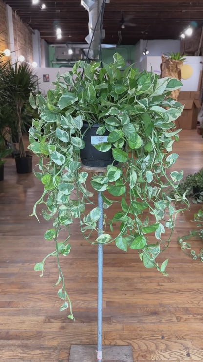 Pothos "N Joy" - 8" (Hanging)