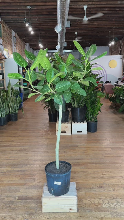 Ficus "Audrey" (Tree)  - 10" Pot