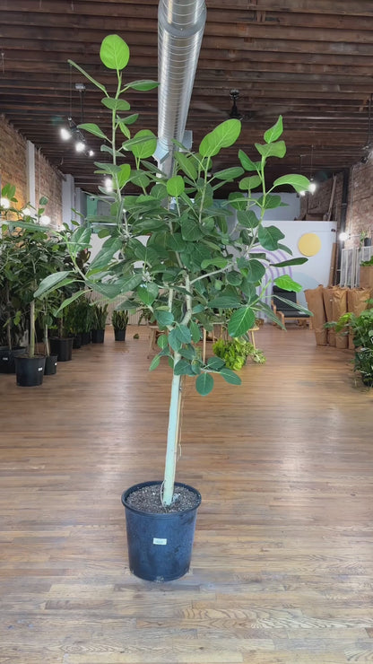 Ficus Audrey - 14" Pot