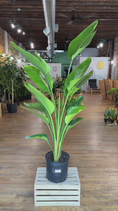 Bird of Paradise - 10" Pot