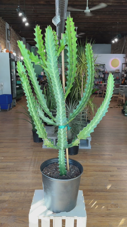 Euphorbia Lactea - 3.5FT Tall - 10"
