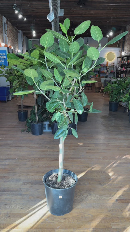 Ficus Audrey (Tree) - 12" Pot