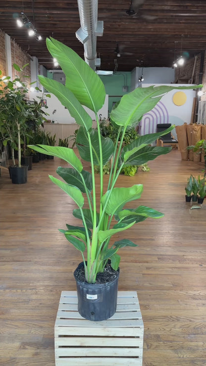 Bird of Paradise - 10" Pot