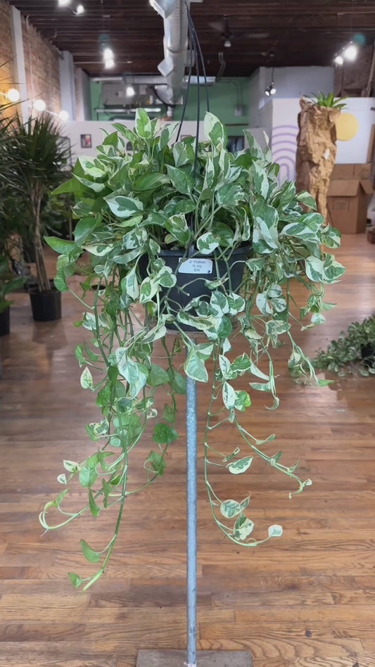 Pothos "N Joy" - 8" (Hanging)