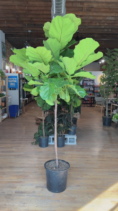 Fiddle Leaf Fig (Tree) - 14" Pot - 7FT Tall