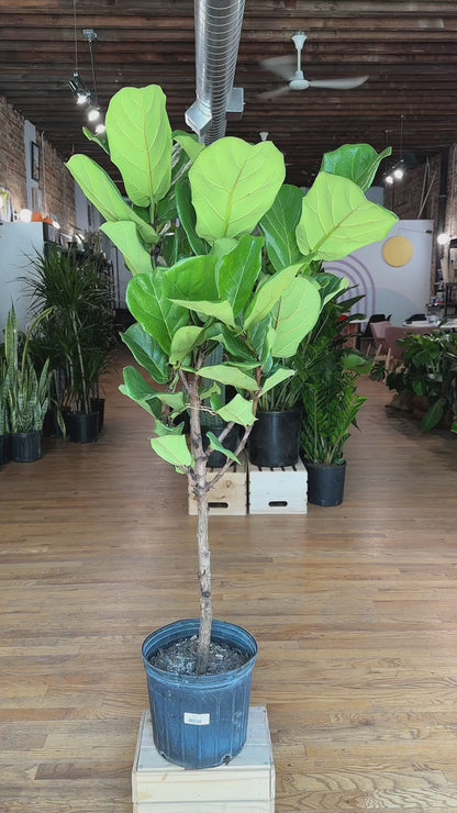 Fiddle Leaf Fig (Tree) -10" Pot