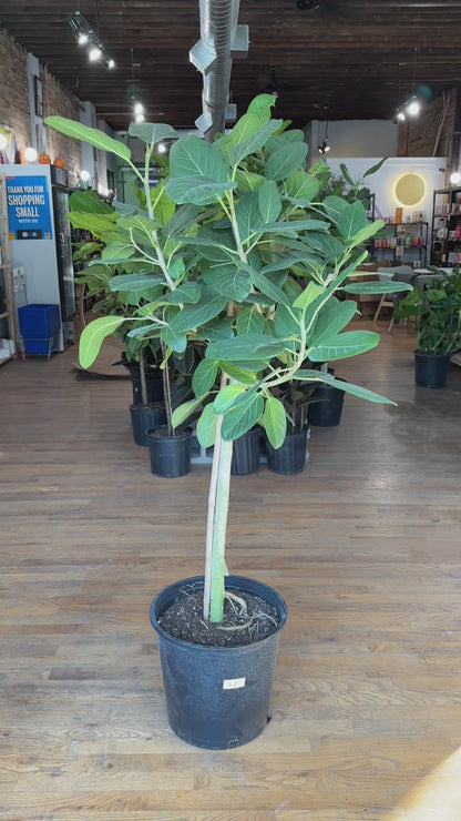 Ficus Audrey (Tree) - 14" Pot - 5.5