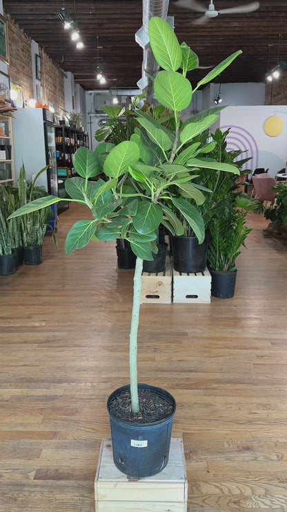 Ficus "Audrey" (Tree)  - 10" Pot
