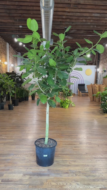 Ficus Audrey - 14" Pot