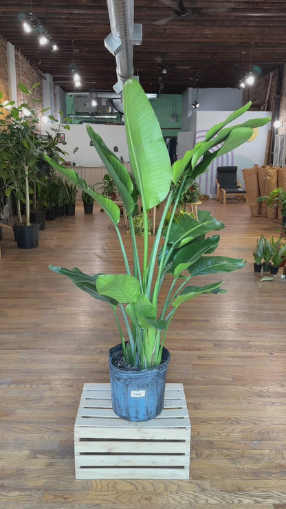 Bird of Paradise - 10" Pot