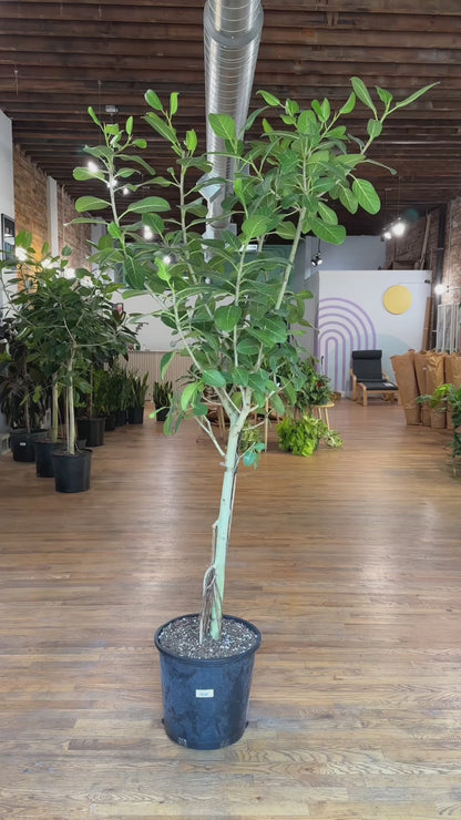 Ficus Audrey - 14" Pot