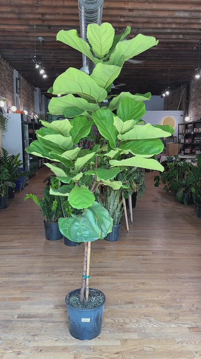 Fiddle Leaf Fig (Tree) - 14" Pot - 7FT Tall