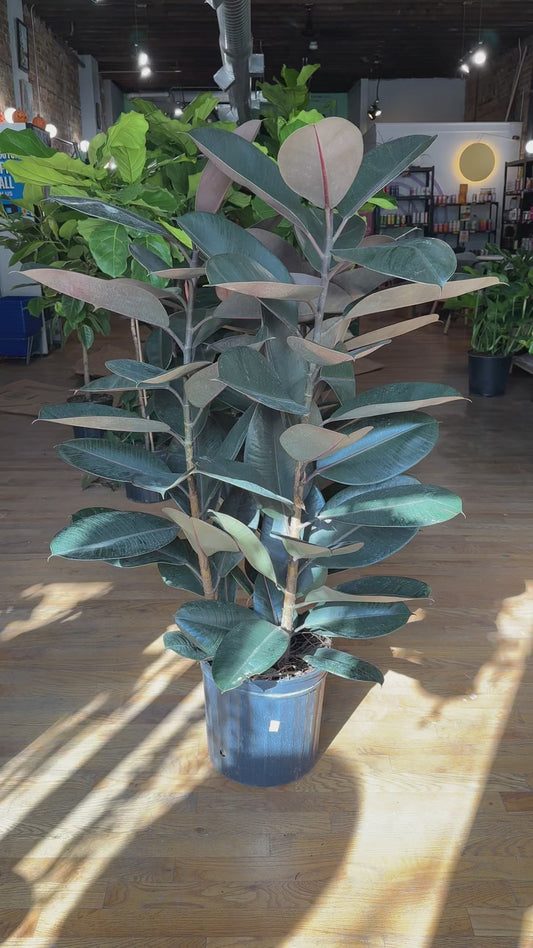 Ficus Burgundy (Rubber Plant) - 14" Pot