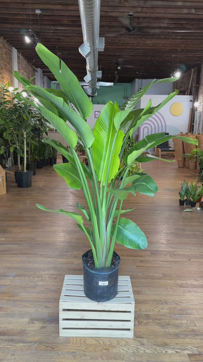 Bird of Paradise - 10" Pot