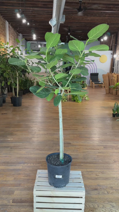 Ficus "Audrey" (Tree)  - 10" Pot