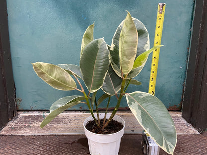 Ficus "Tineke" - 6"