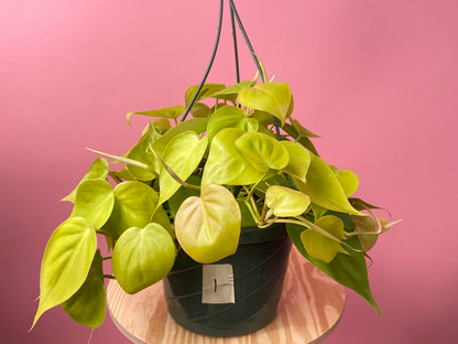 Philodendron "Lemon Lime" (Hanging Basket) - 8"
