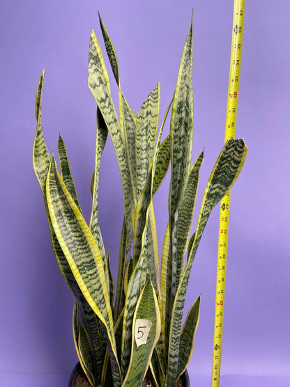 Sansevieria Laurentii (Snake Plant) - 10" Pot