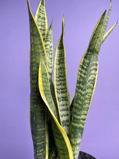 Sansevieria Laurentii (Snake Plant) - 6" Pot