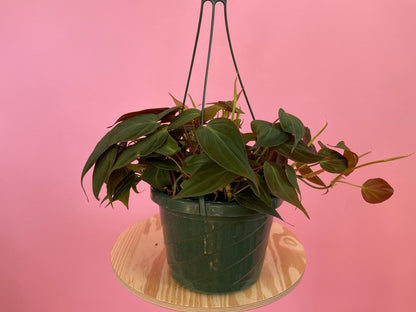 Philodendron Micans (Hanging) - 8"