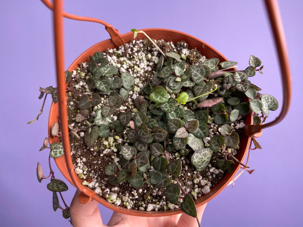String of Hearts (Ceropegia woodii) - 6"
