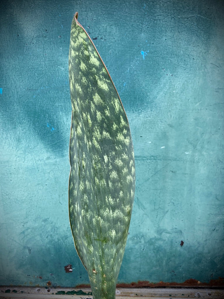Sansevieria Masoniana "Whale Fin" - 14-16" Tall