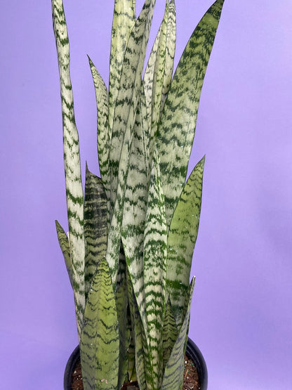 Sansevieria Zeylanica (Snake Plant) - 10" Pot