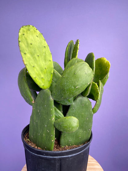 Prickly Pear Cactus (Spineless) - 10" Pot