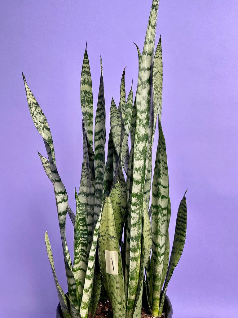 Sansevieria Zeylanica (Snake Plant) - 10" Pot