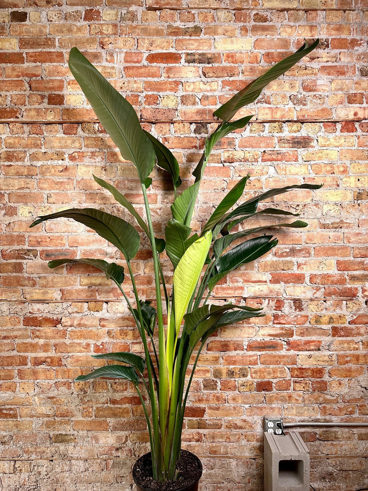 Bird Of Paradise 14 Pot 7FT Tall The Succulent City   Bird Of Paradise 14 Pot 631015 