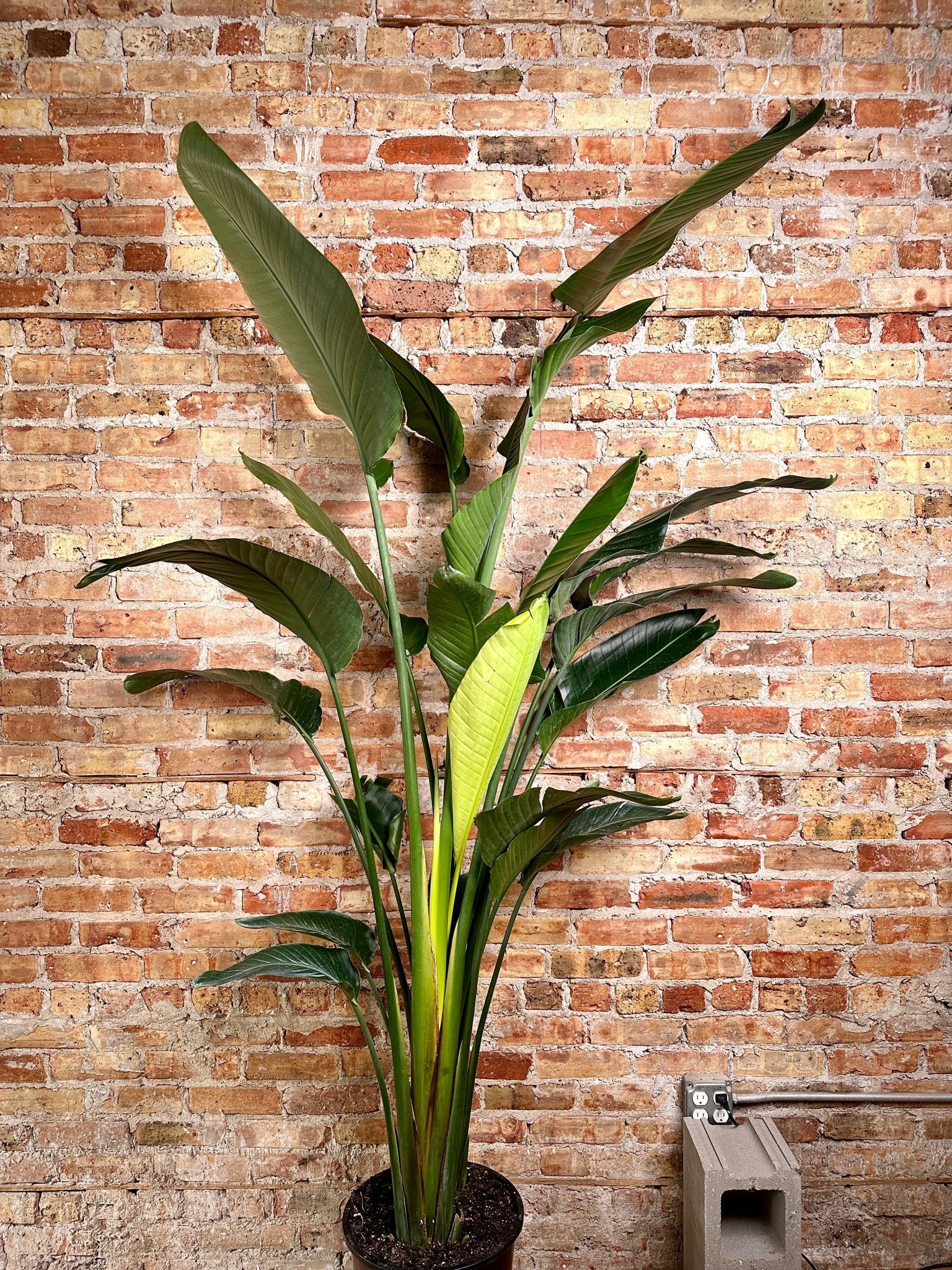 Tall Bird of Paradise plant with large, glossy, paddle-shaped leaves in deep green. A vibrant orange and white flower resembling a bird in flight emerges from the center, creating a striking focal point. 