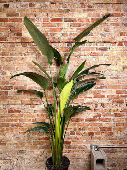 Tall Bird of Paradise plant with large, glossy, paddle-shaped leaves in deep green. A vibrant orange and white flower resembling a bird in flight emerges from the center, creating a striking focal point. 