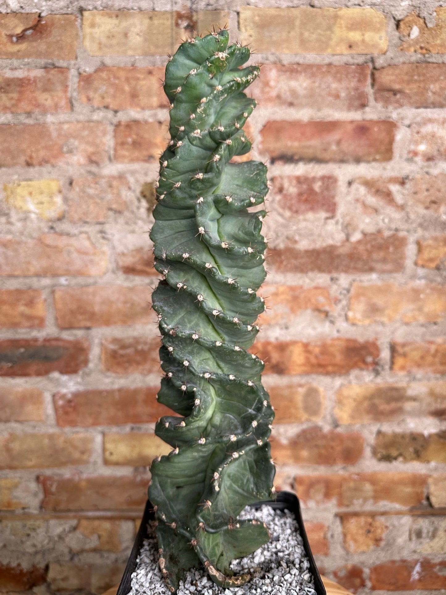 Cereus Forbessi Spiralis (Spiral Cactus) - 18" Tall - The Succulent City