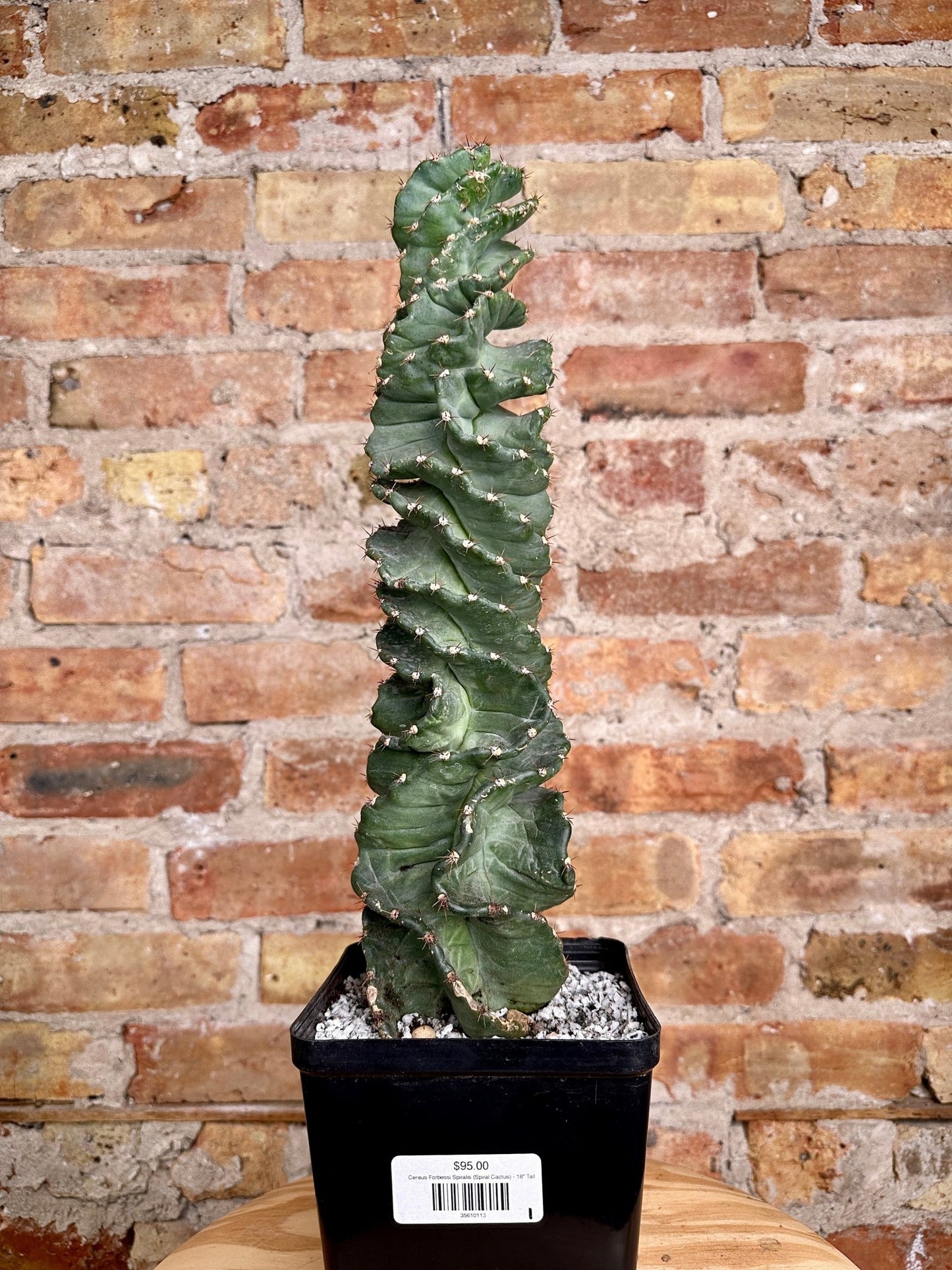 Cereus Forbessi Spiralis (Spiral Cactus) - 18" Tall - The Succulent City