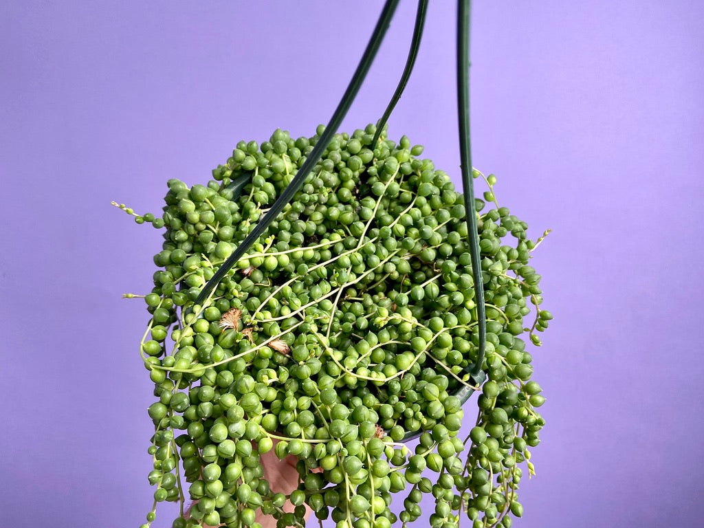 String of Pearls (Hanging Basket) - 8"