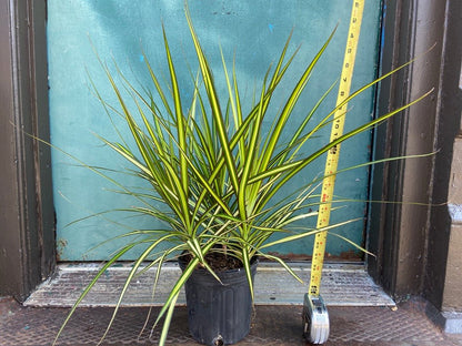 Dracaena "Kiwi" - 5FT Tall - 10" Pot - The Succulent City