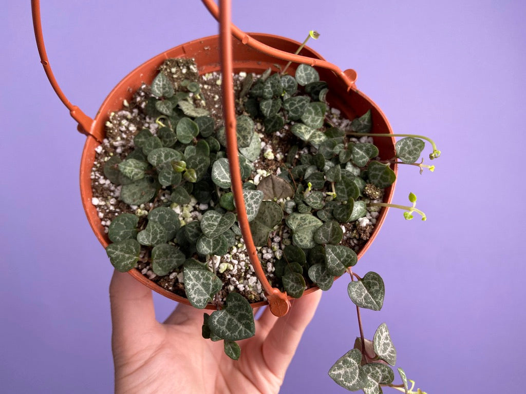 String of Hearts (Ceropegia woodii) - 6"