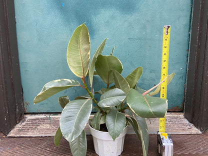 Ficus "Tineke" - 6"