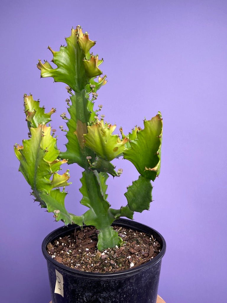 Euphorbia Ingens - 10" - The Succulent City