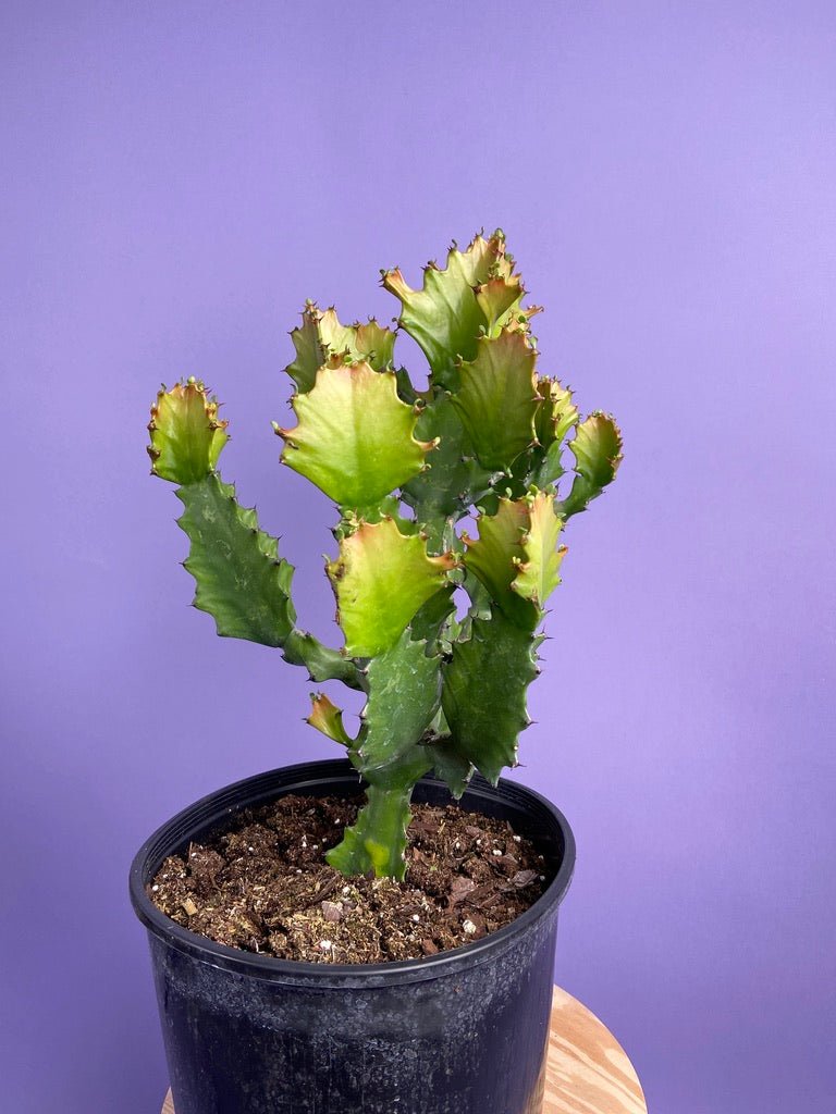 Euphorbia Ingens - 10" - The Succulent City