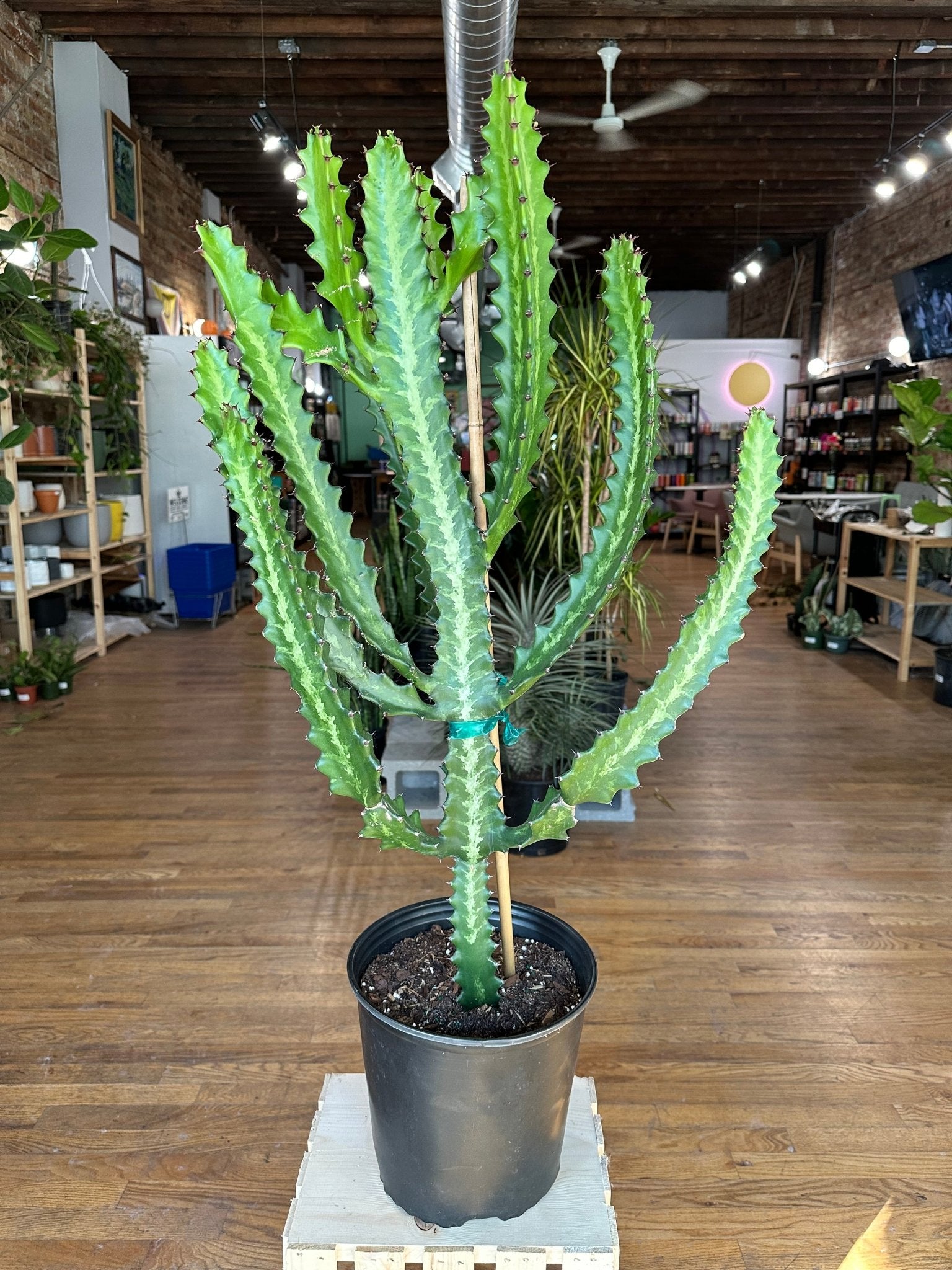 Euphorbia Lactea - 3.5FT Tall - 10" - The Succulent City