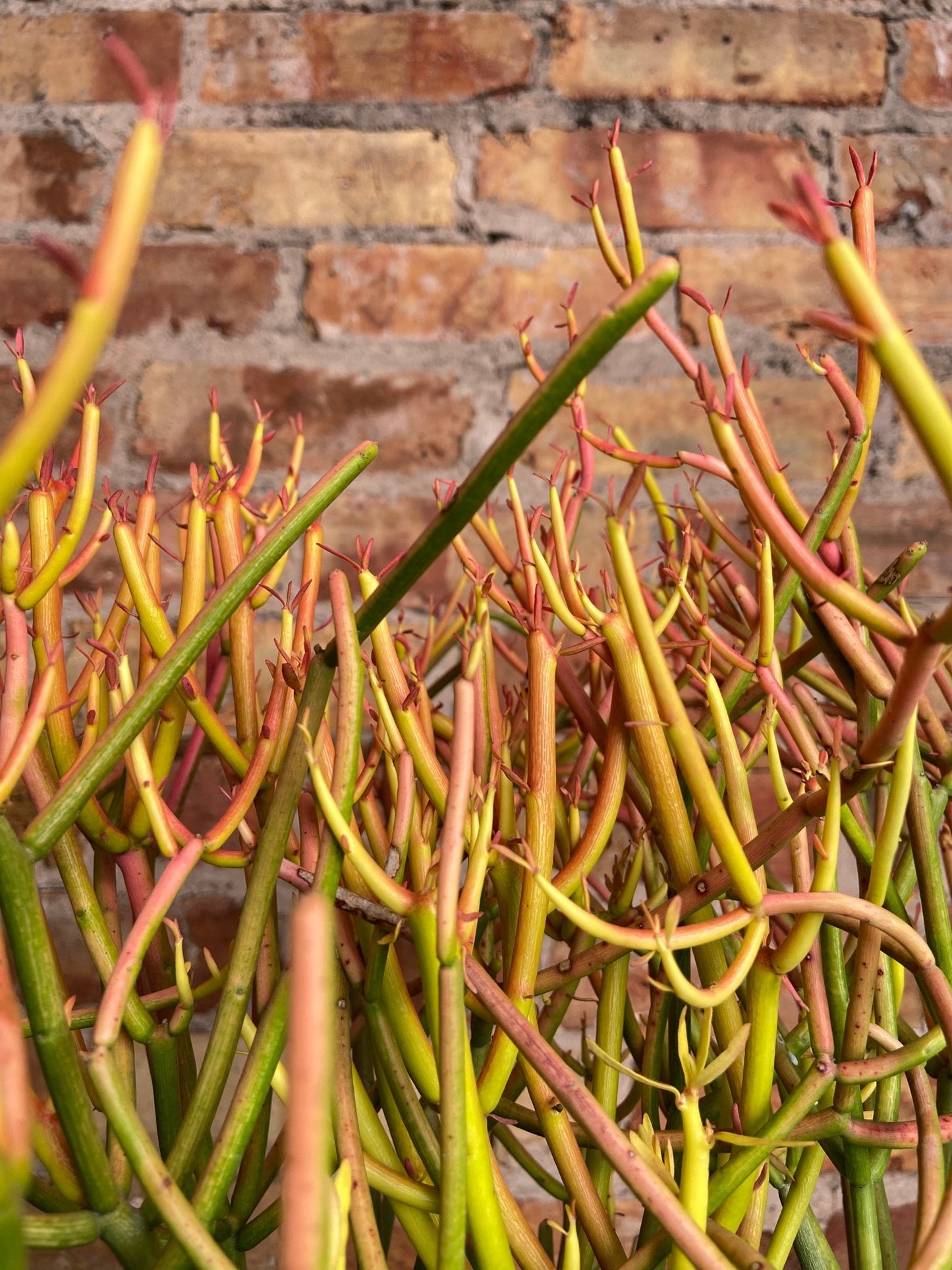 Euphorbia Tirucalli "Firesticks" - 6" - The Succulent City